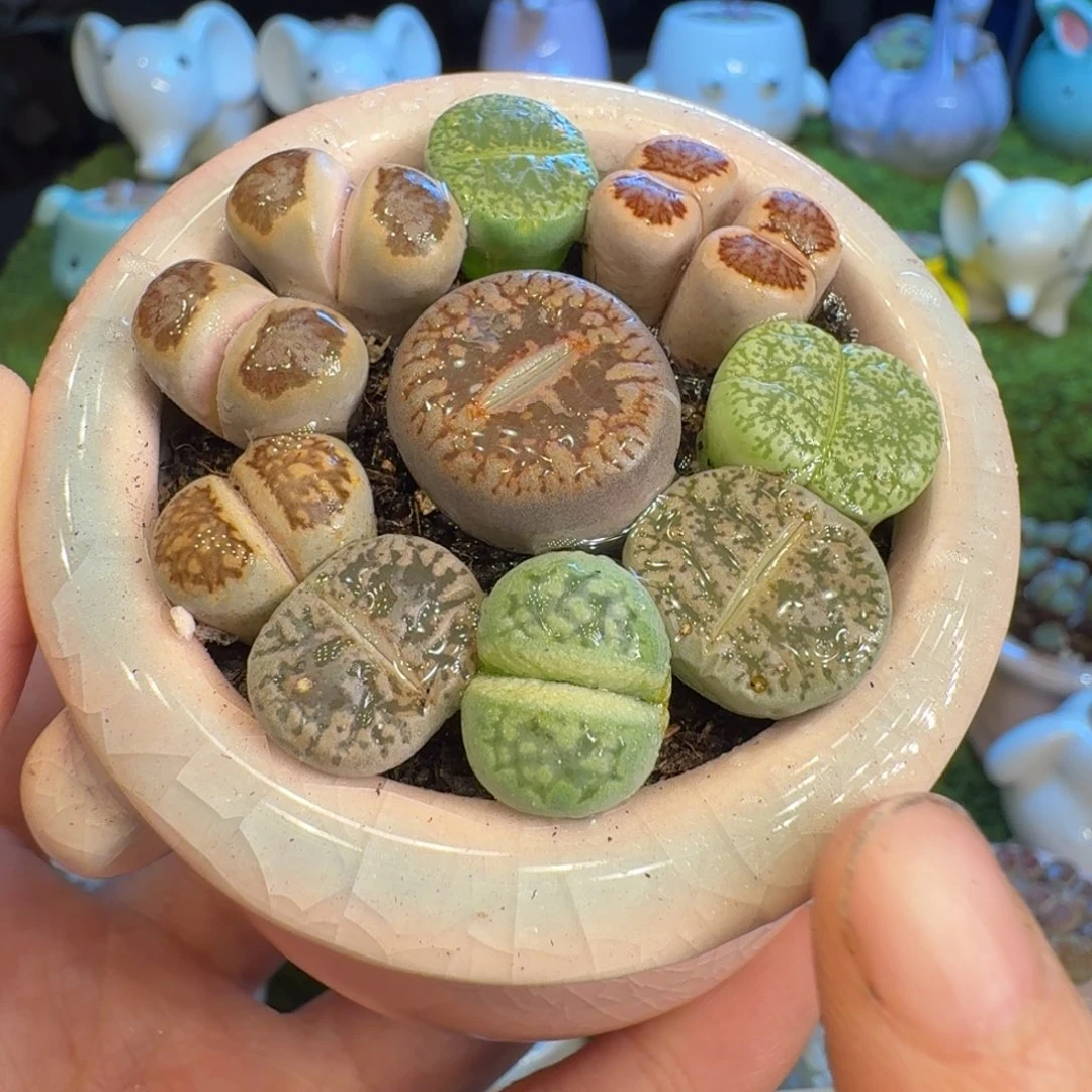 可***了多肉植物福利冲冲