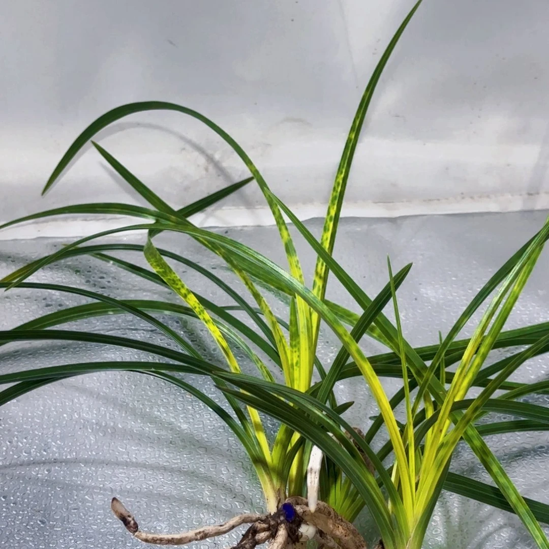 完全开放蕙兰带花苞蕙兰
