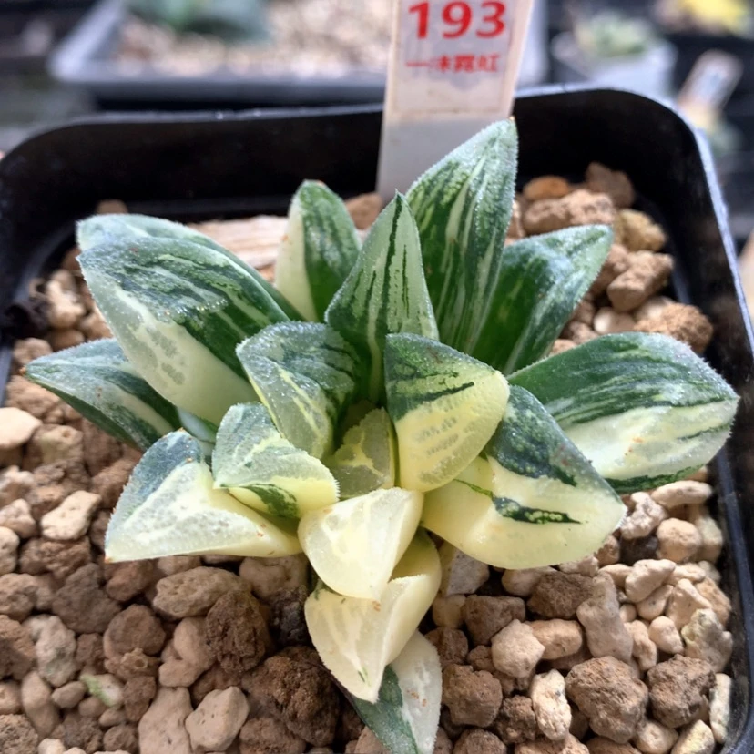 【闪购商品】193毛蟹