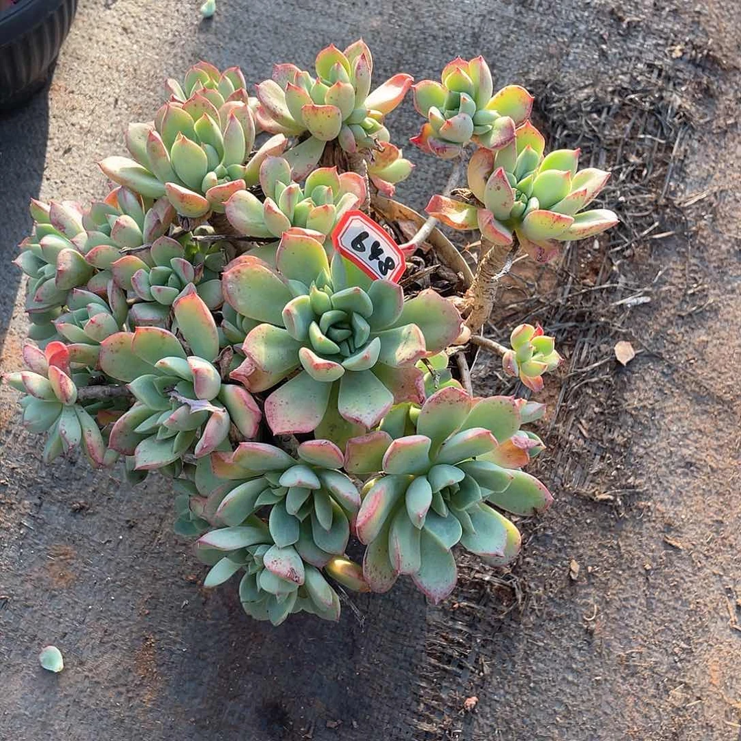 648红化妆一物一拍多肉