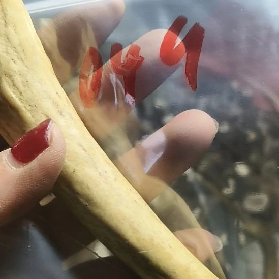 初***五鹿角鹿角鹿角鹿角鹿角鹿角