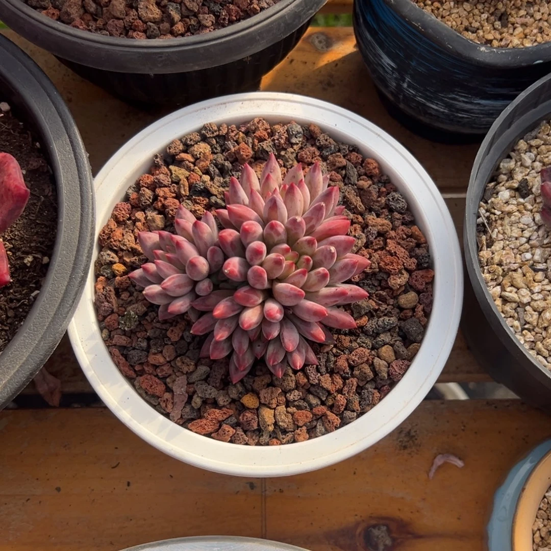 多肉羽衣体虞美人【非偏远满18包邮】