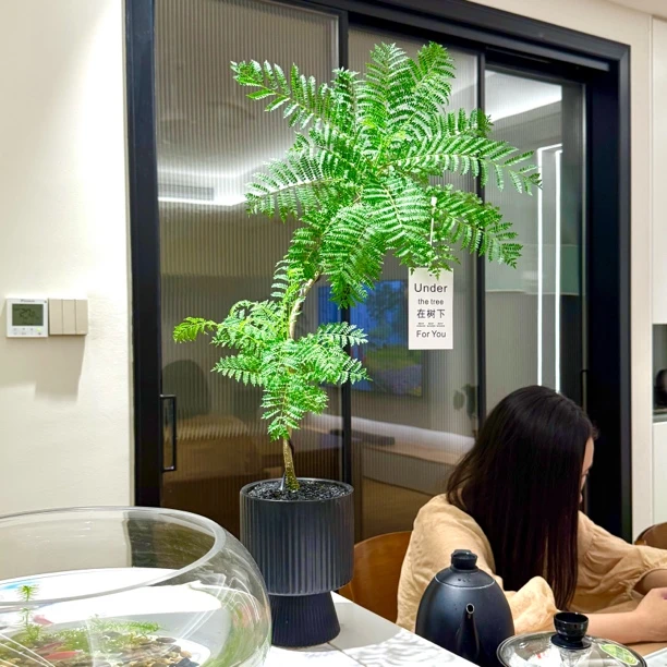 S型老桩蓝花楹盆栽盆景室内客厅办公室桌面观叶趣味好养花卉绿植