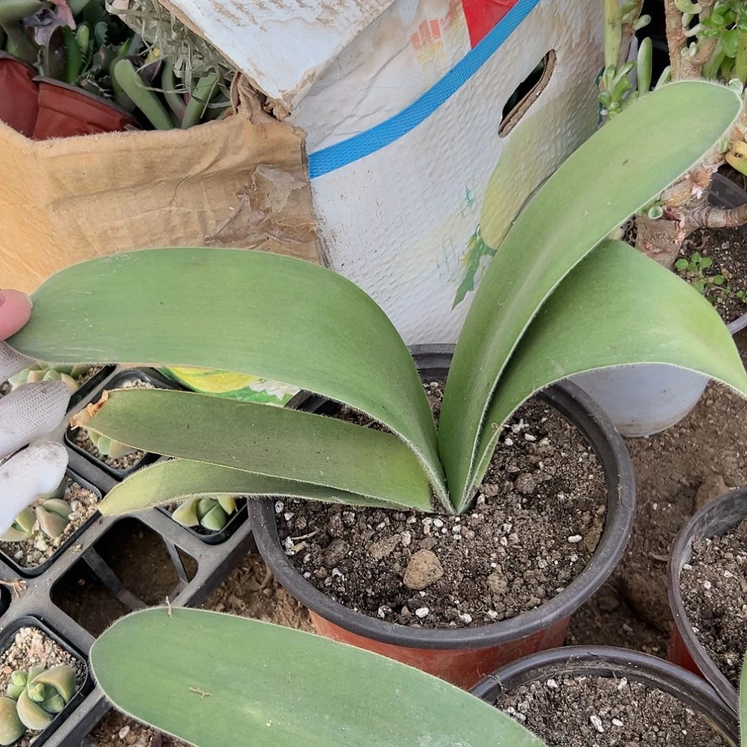 多肉植物白花雪莲