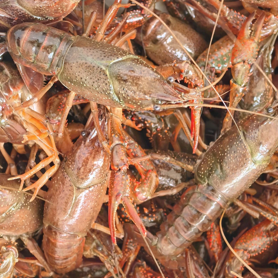 特大微山湖青虾到手三斤送料（麻辣蒜蓉二选一）小龙虾制品小龙虾制品小龙虾制品