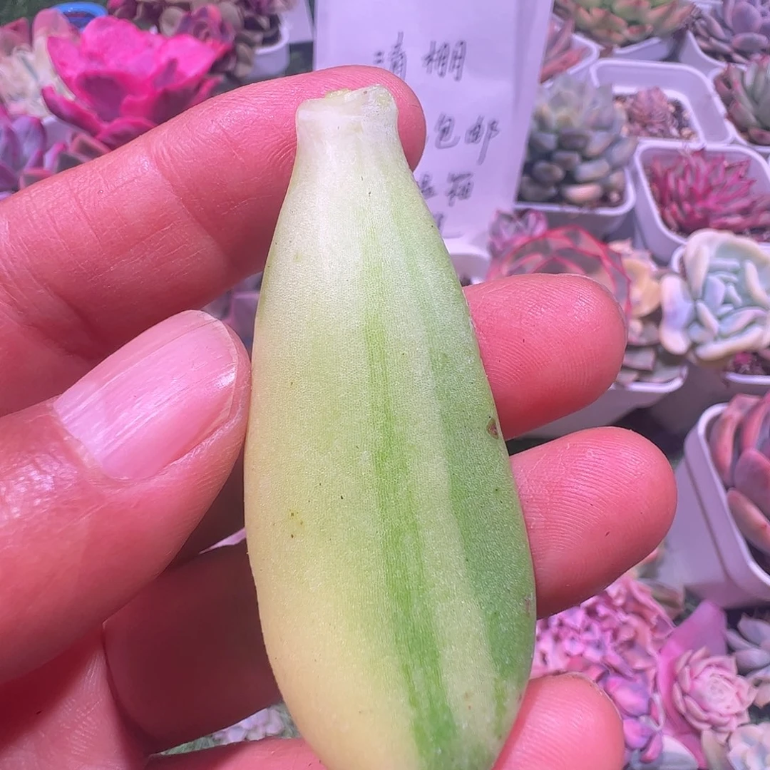 救***我多肉植物多肉植物