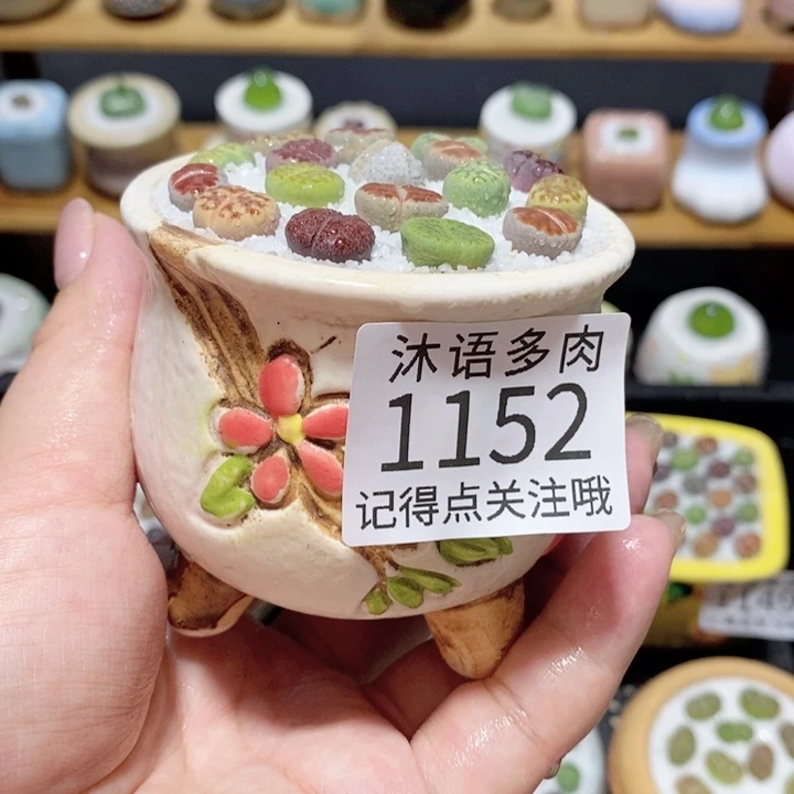 带盆土植物 精美盆栽1152