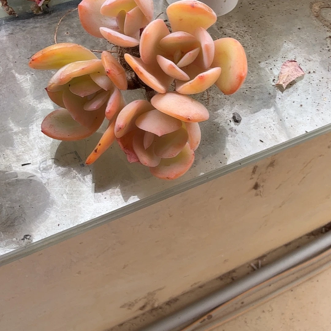 魏***双白凤多肉植物一颗