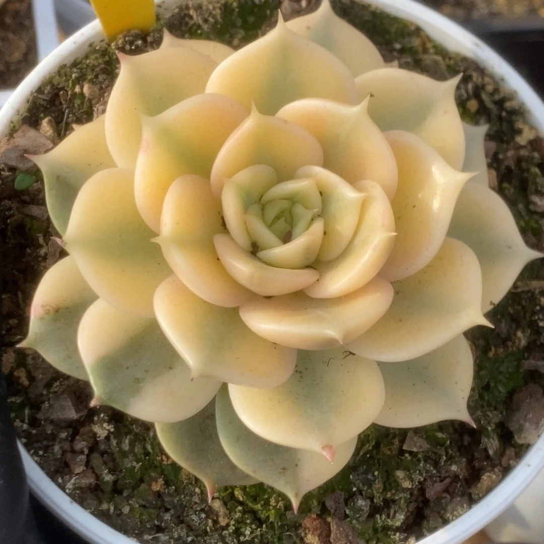 397贝加尔湖锦锦锦锦锦