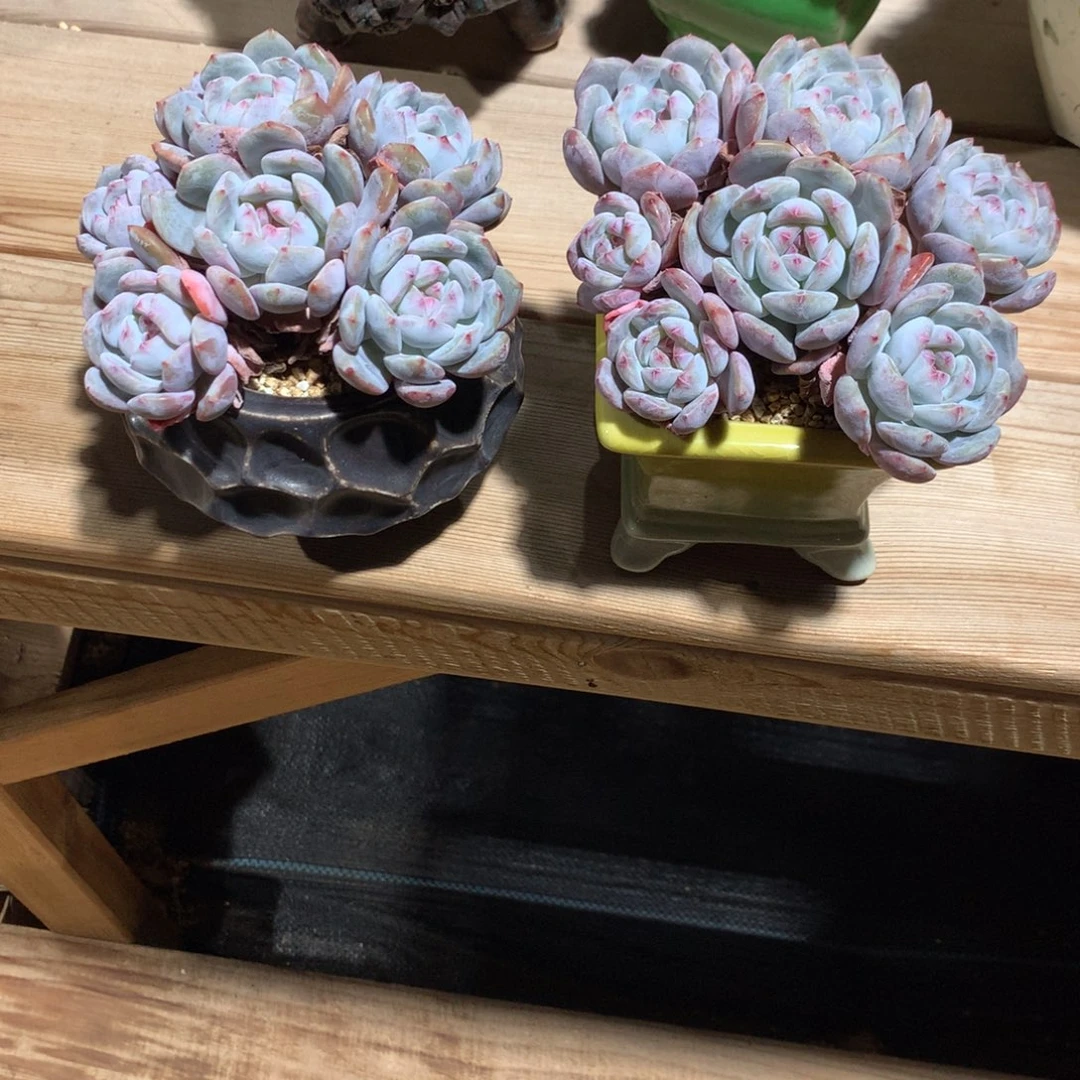 ?****?Ssss紫心星影两颗多肉