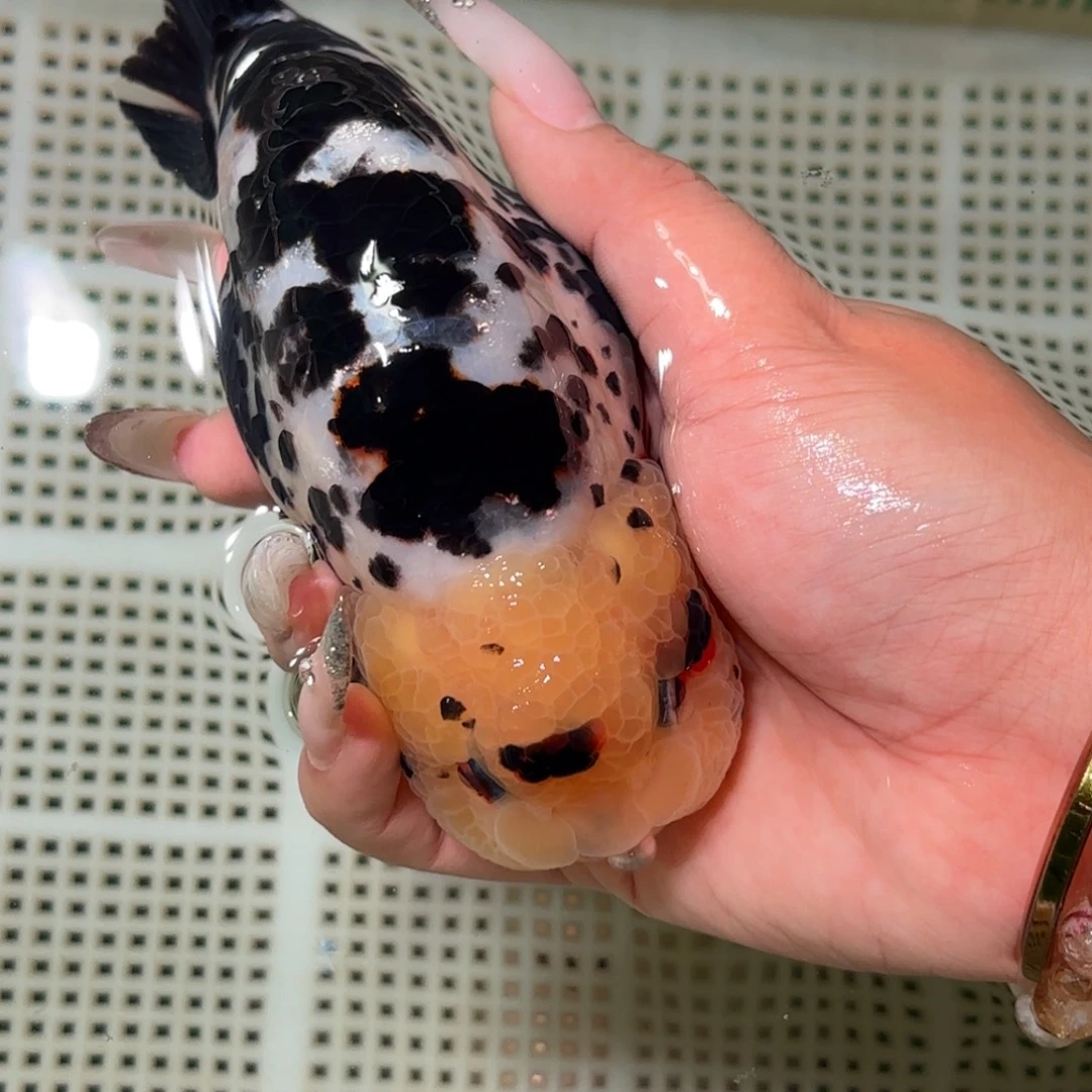 傾***！金鱼拍包装包邮，不拍包装运费到付