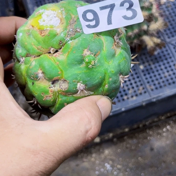 973短豪刺一物一图如图