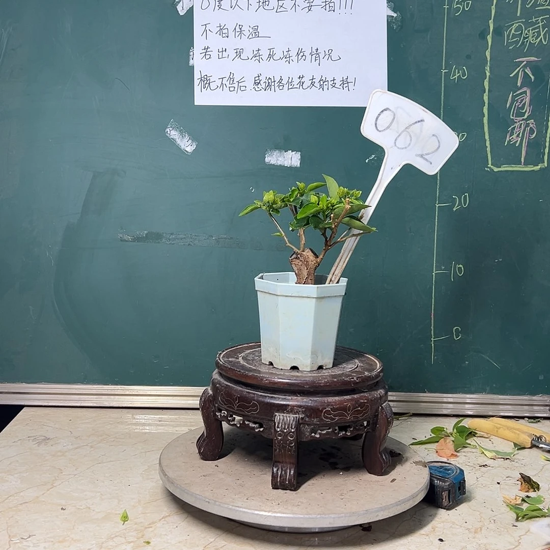 完全开放 福利 绿叶五宝 有裂痕 大宝  062