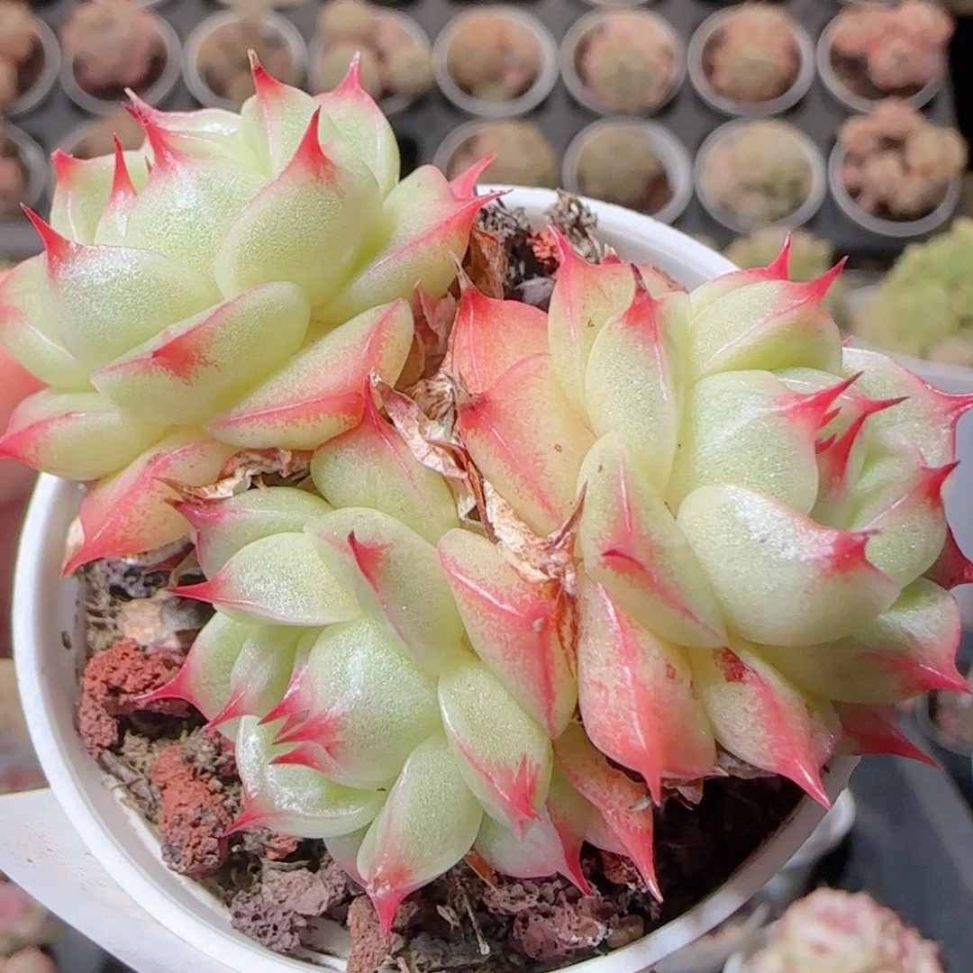 花语多肉1220-100海王散