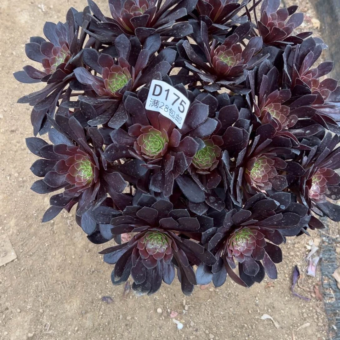 175多肉    黑铜壶