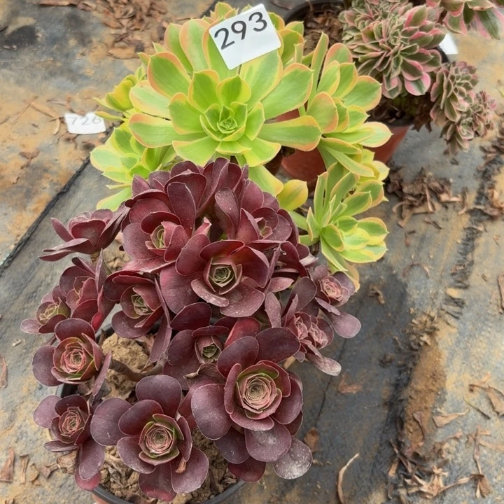 293两颗多肉植物不包损