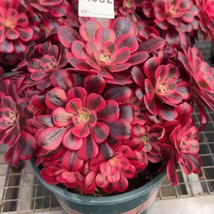 852美杜莎22厘米左右