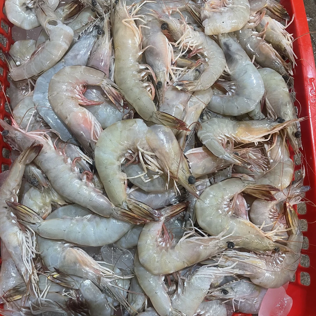 野生次品海白刺虾（白刺虾）