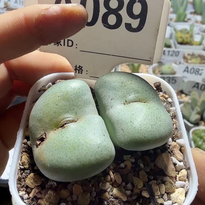 089。满38包邮肉锥