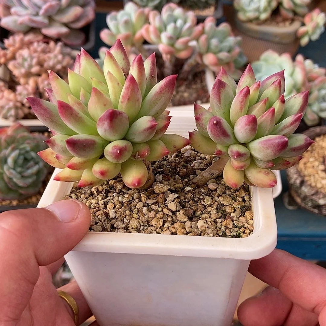 【闪购商品】2头二代鱼