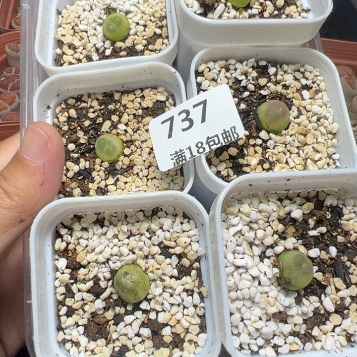 【闪购商品】斯**瑞737……