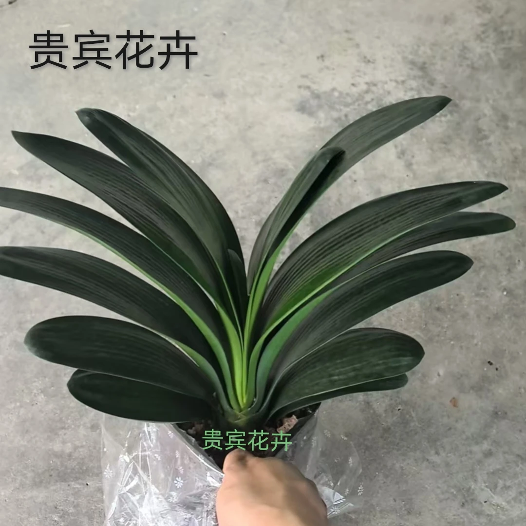 精品君子兰盆栽10叶以上14叶室内花卉四季开花好养绿植