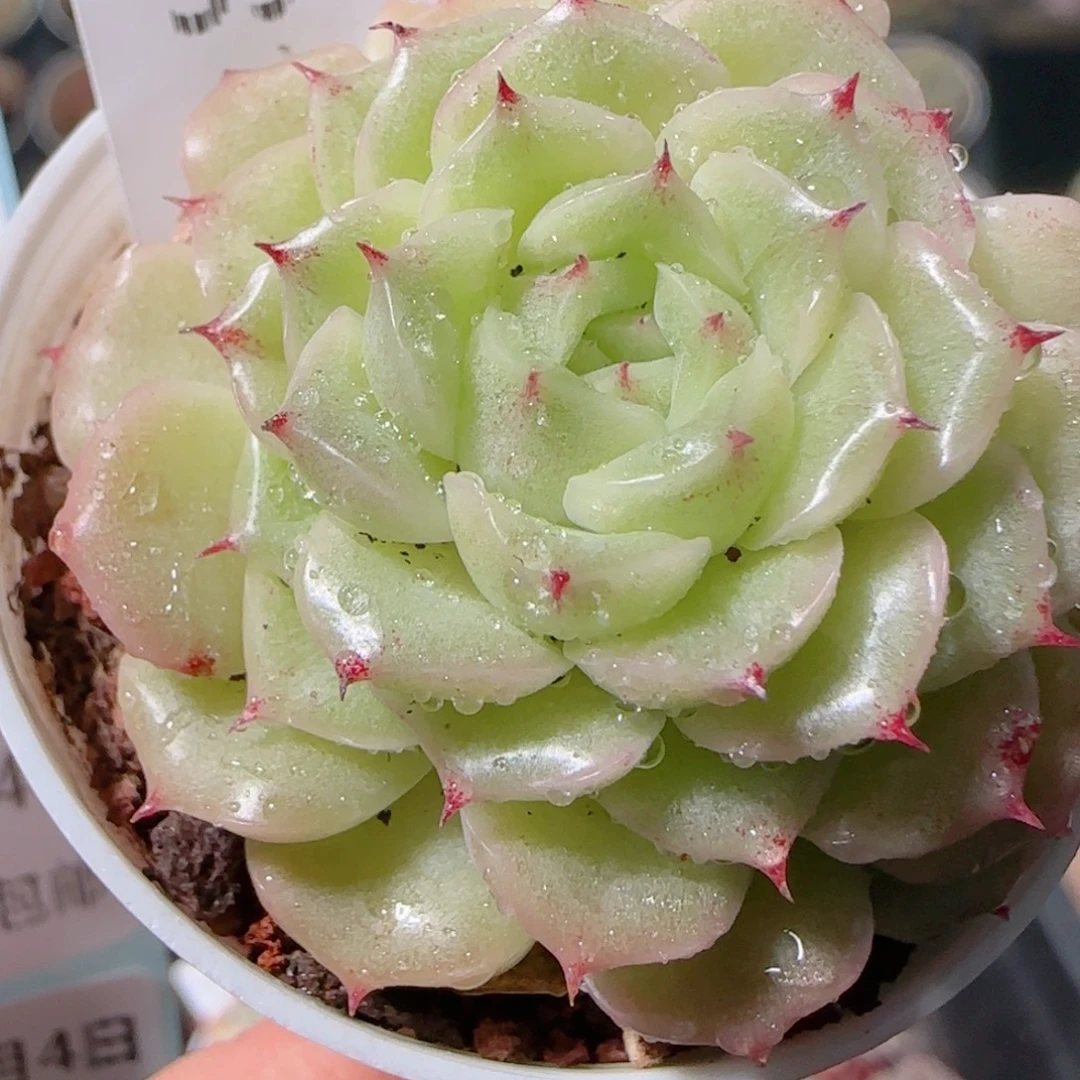 花语多肉1203-39麦秆