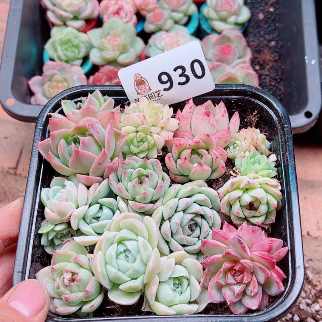 多肉植物多肉植物