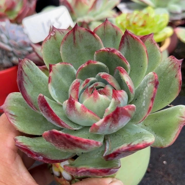 花脸惊鸿一物一拍包装收缩花旱210