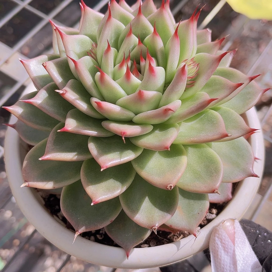 13公分托斯卡噢噢噢噢噢噢噢