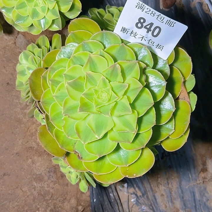 840雨呵多肉植物保护