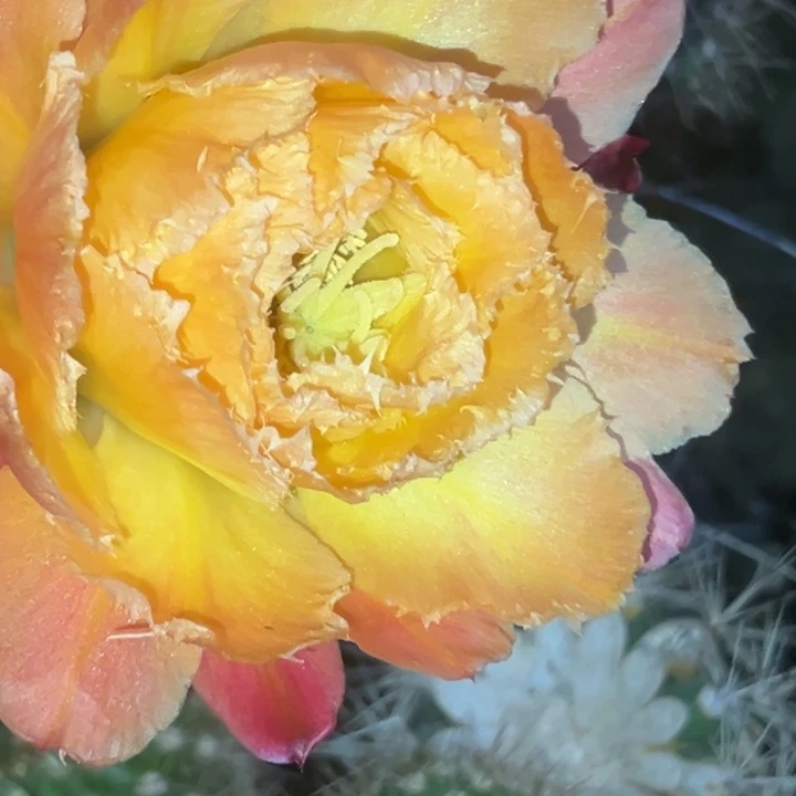 清清65侧牙仙人球瑕疵