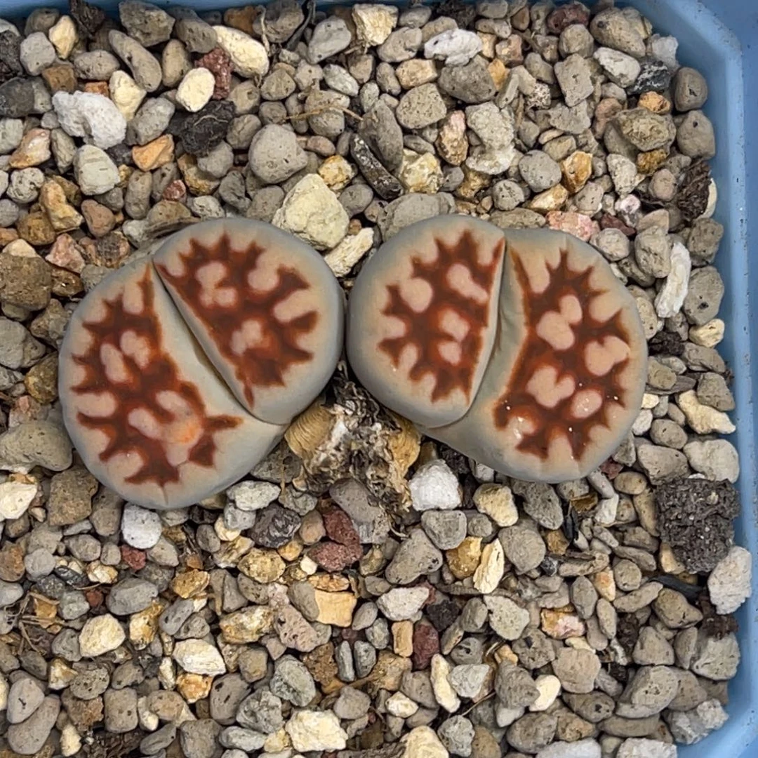 7949双头花纹玉1母本