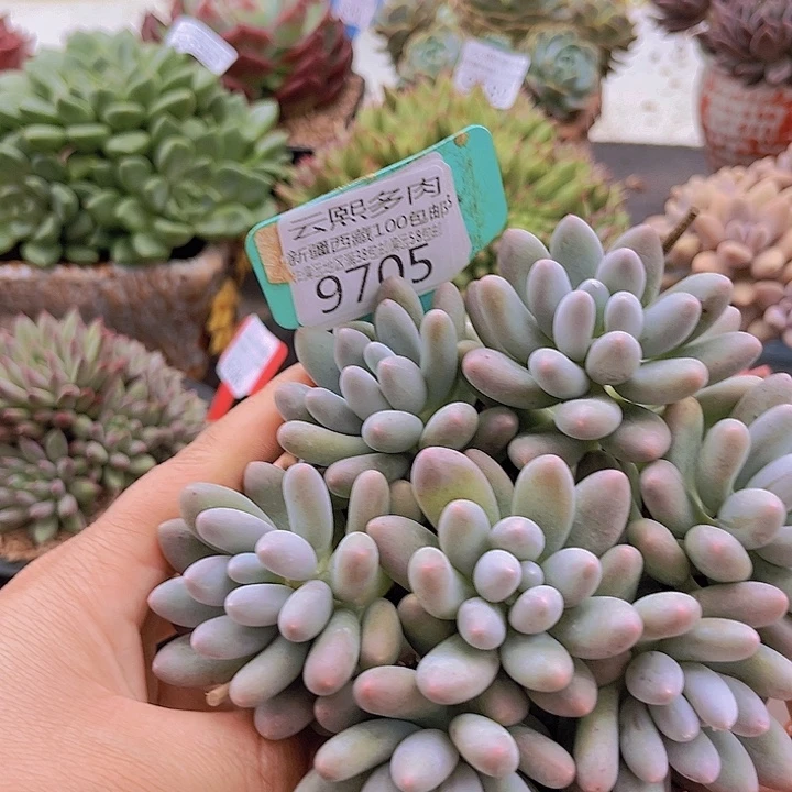 9705汤圆。