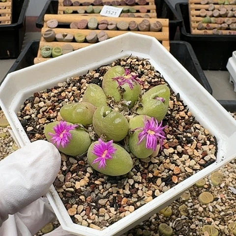 3433，毛汗滴群生母本带盆