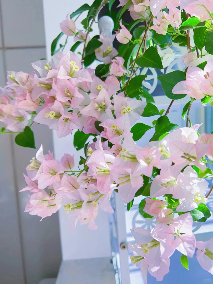 【丽娜】粉色三角梅大棵盆栽花卉绿植阳台庭院爬藤四季勤花品种