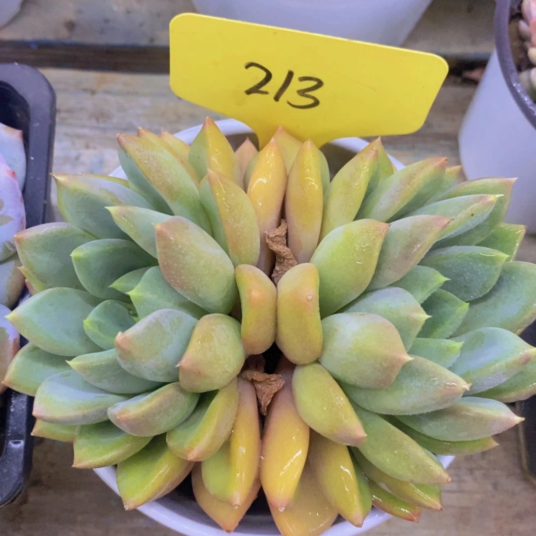 多肉植物，一物一拍
