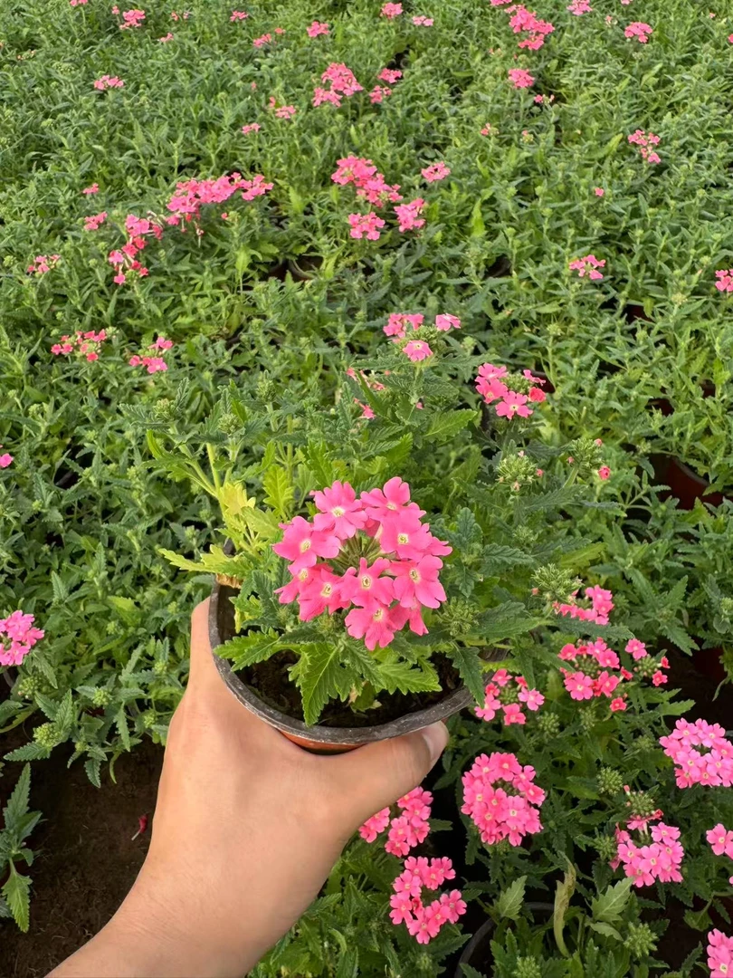 美女樱盆栽花苗耐热耐寒多年生庭院阳台室内好养花卉