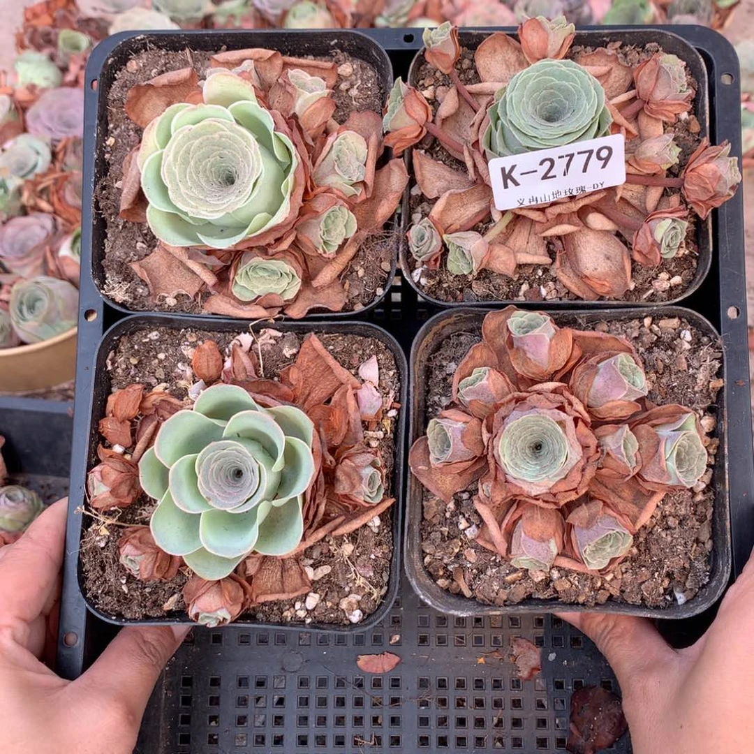 2779 会掉侧芽不售后