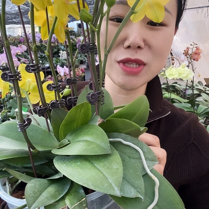 无花朵吉祥如意蝴蝶兰