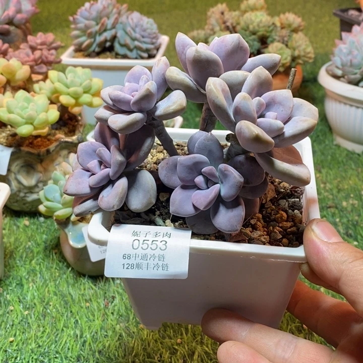 0553啊啊啊啊啊啊啊啊啊啊