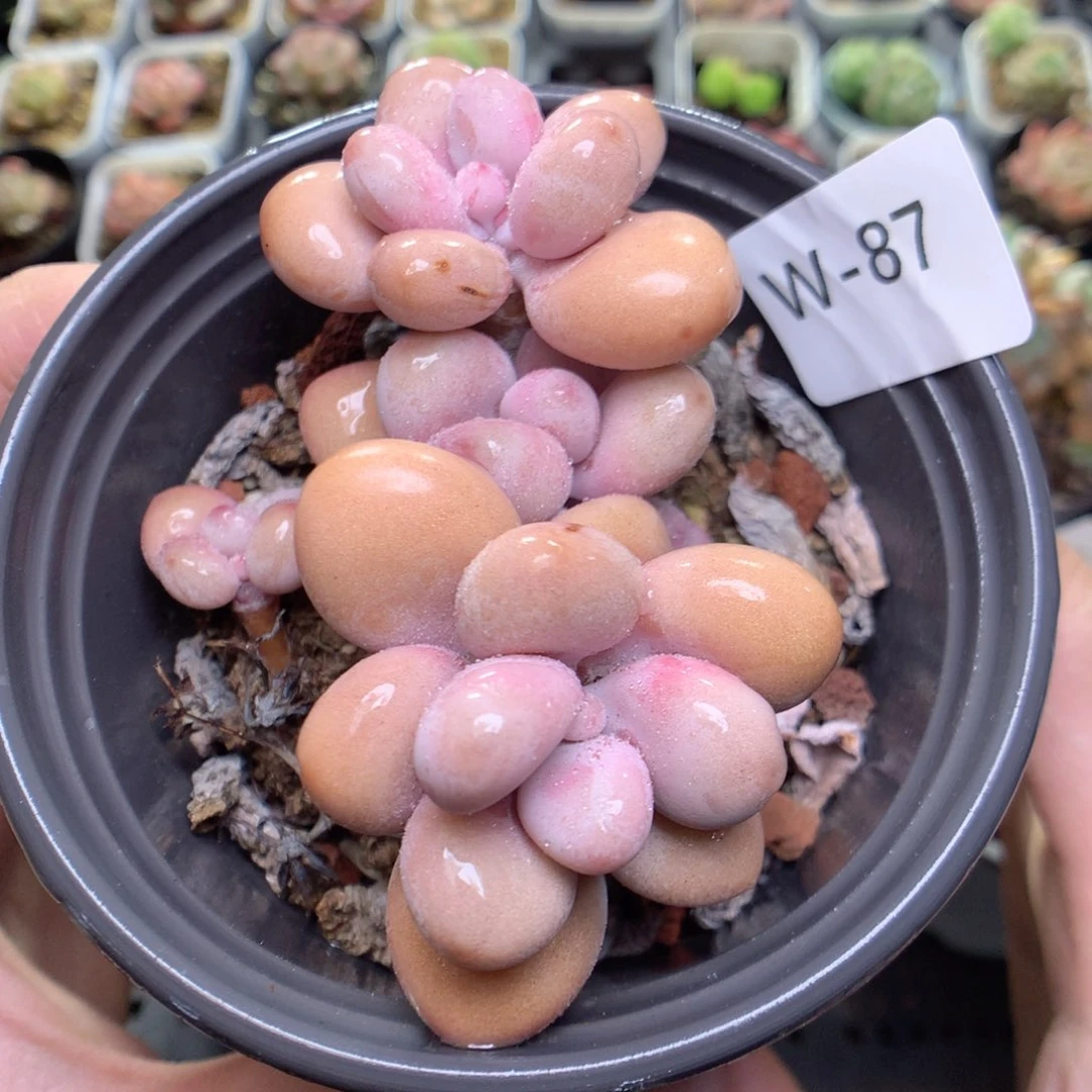 W87y y y y y y y y y