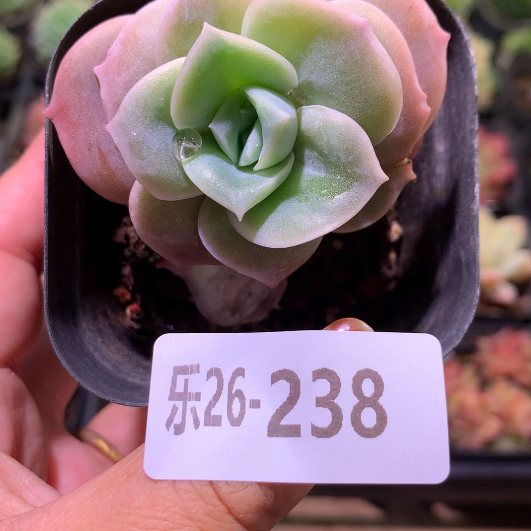 乐然26-238 可爱玫瑰