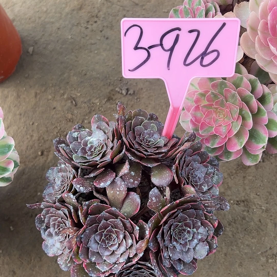 3-926多肉植物植物