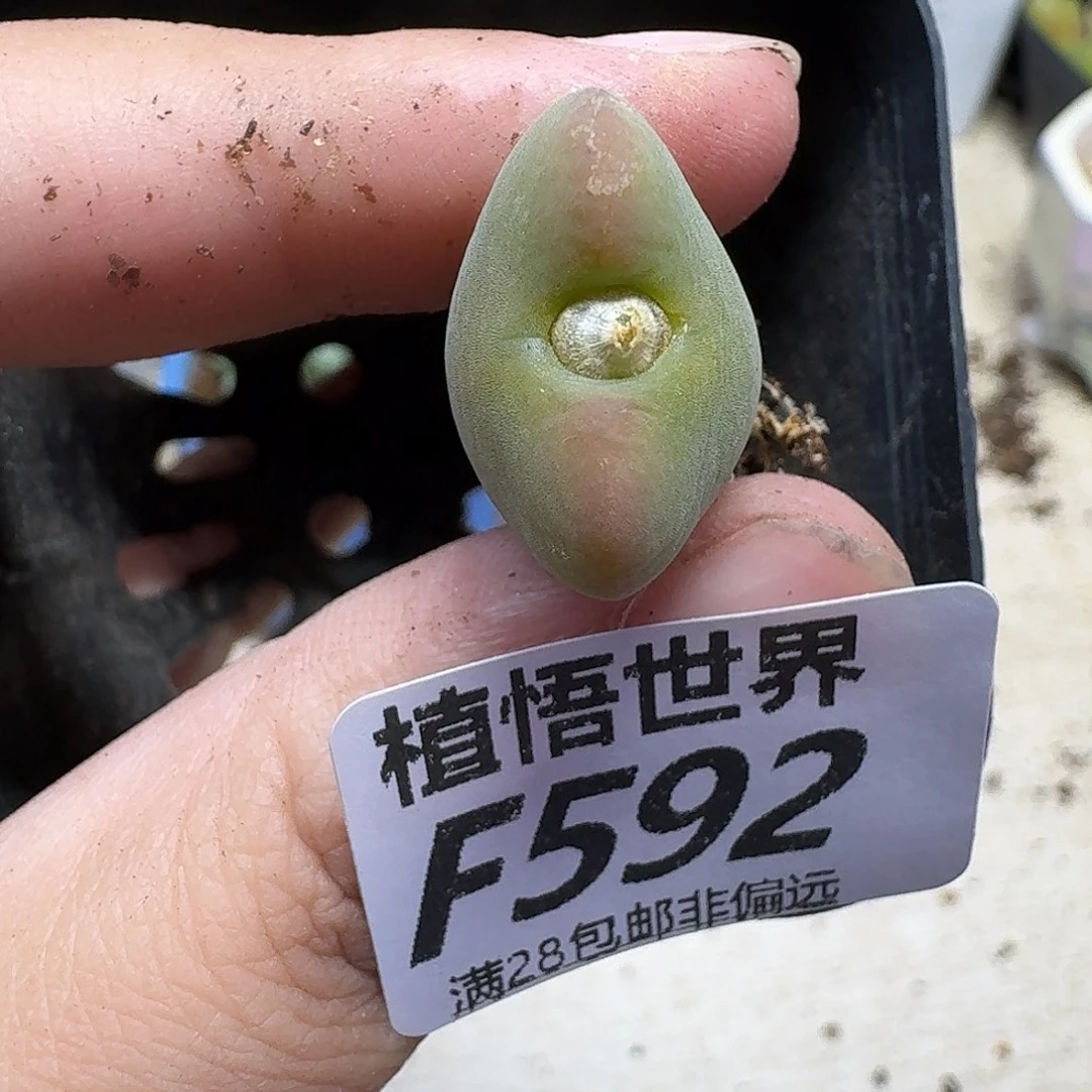 多肉植物的润泽fgbn