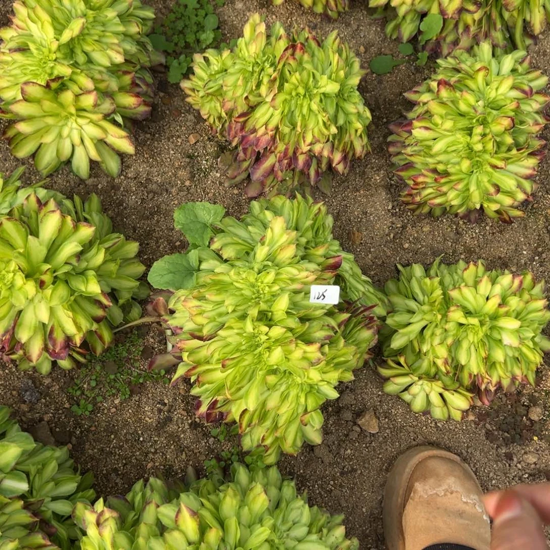 125韶华缀多肉植物