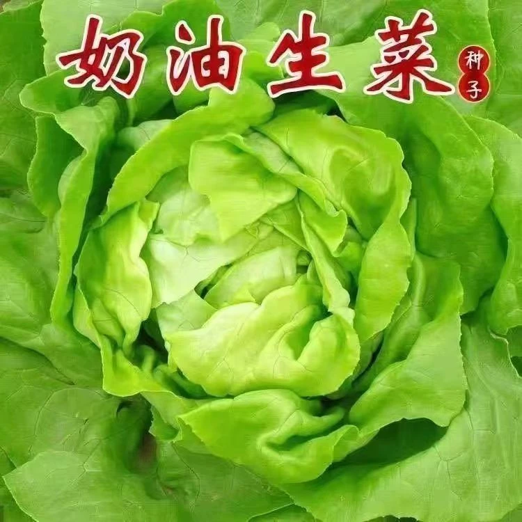 【新种到货】四季奶油生菜种子阳台盆栽耐热可生吃蔬菜种子大全