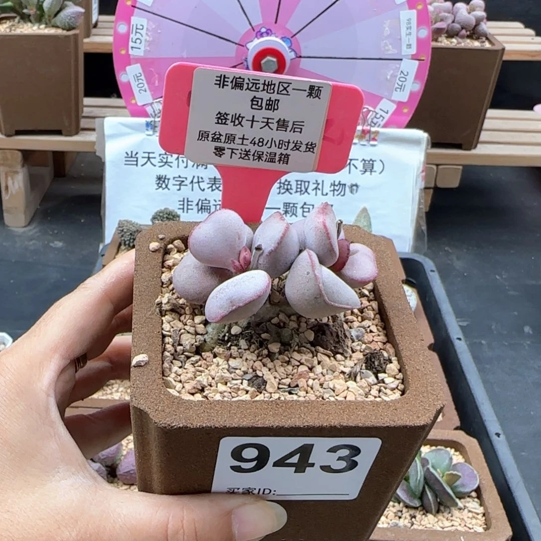 943白肌红蛋多肉植物