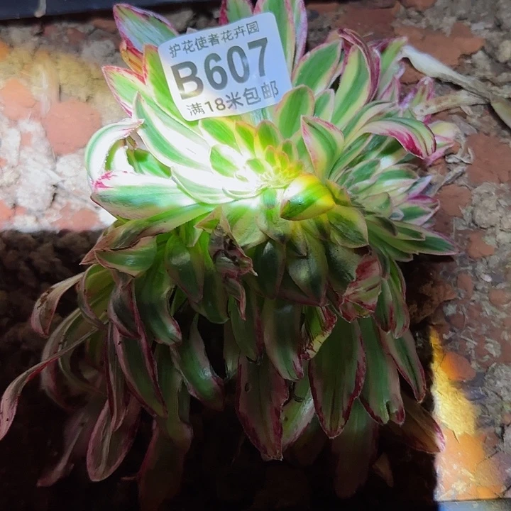 领翎多肉缀化法师