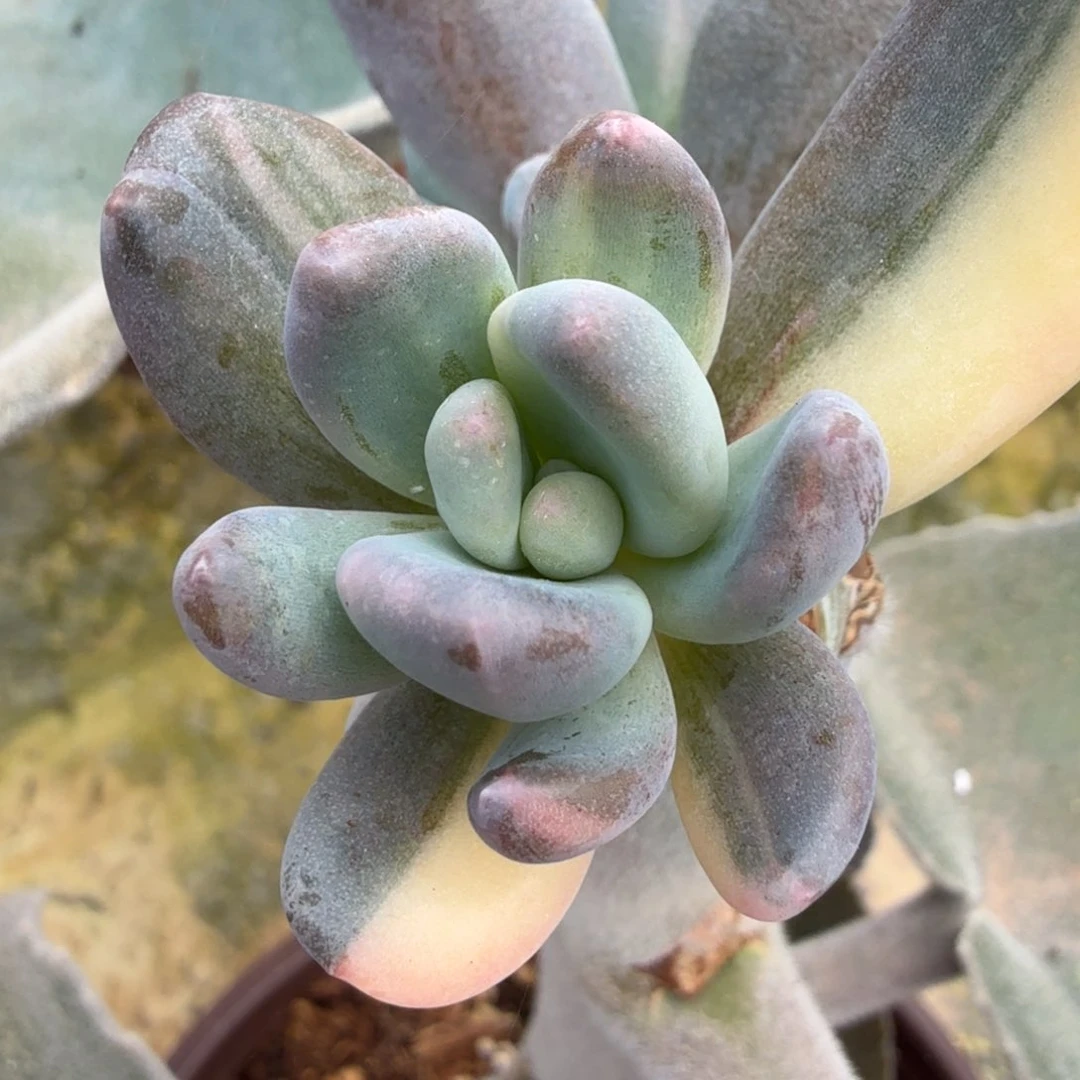 紫丽殿锦侧芽无根可以嫁接